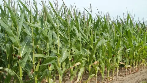 Campo de maíz