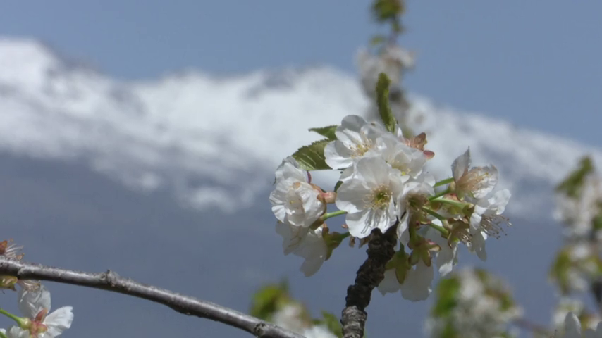 El Valle del Jerte convoca el concurso del cartel anunciador de la Fiesta del Cerezo en Flor 2026 El Valle del Jerte convoca el concurso del cartel anunciador de la Fiesta del Cerezo en Flor 2026