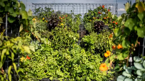 Así lucen los huertos urbanos de Peas and love Verduras frescas en tu azotea.