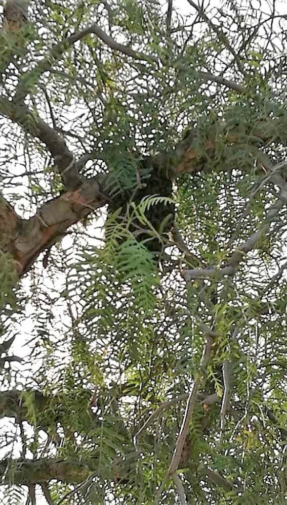 Enjambre de abejas en el colegio público Vicente Blasco Ibañez de Elche