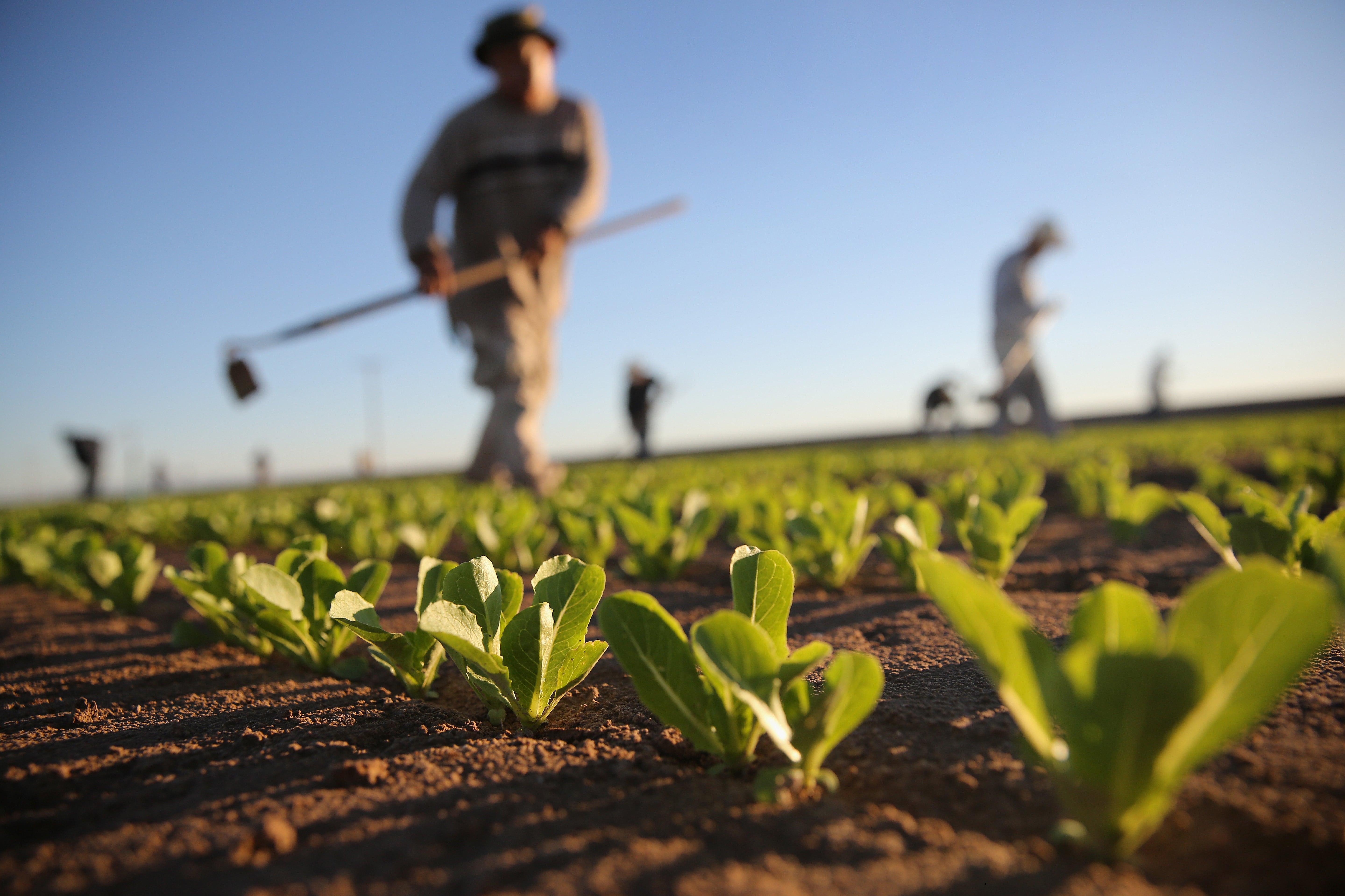 El mundo de mañana: ¿Cómo es la agricultura del futuro? El mundo de mañana: ¿Cómo es la agricultura del futuro?