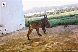 Detectada la primera camada salvaje de lince ibérico nacida en CLM Detectada la primera camada salvaje de lince ibérico nacida en CLM