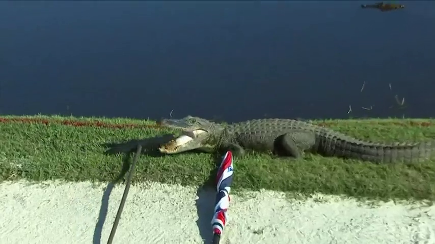 Un 'ejército' de caimanes asalta un campo de golf en Nueva Orleans: "Me gusta mi vida" Un 'ejército' de caimanes asalta un campo de golf en Nueva Orleans: "Me gusta mi vida"