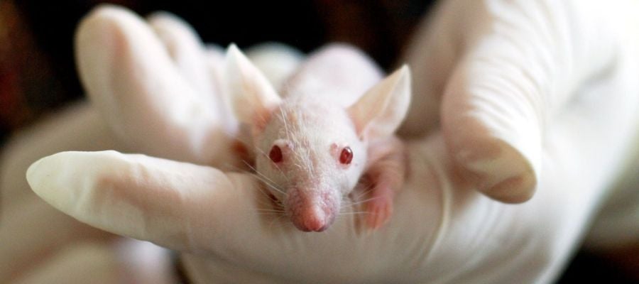 Los ratones del experimento ahorraban energía después de correr y posiblemente suceda lo mismo con los humanos. Los ratones del experimento ahorraban energía después de correr y posiblemente suceda lo mismo con los humanos.