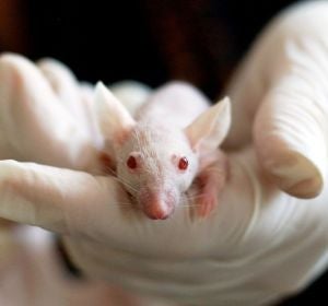 Los ratones del experimento ahorraban energía después de correr y posiblemente suceda lo mismo con los humanos. Los ratones del experimento ahorraban energía después de correr y posiblemente suceda lo mismo con los humanos.