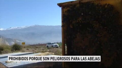 Prohiben el uso de tres insecticidas considerados peligrosos para las abejas