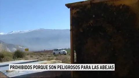 Prohiben el uso de tres insecticidas considerados peligrosos para las abejas Prohiben el uso de tres insecticidas considerados peligrosos para las abejas