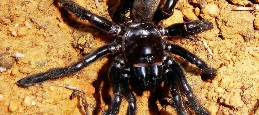 Muere la araña más vieja del mundo Muere la araña más vieja del mundo