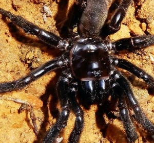 Muere la araña más vieja del mundo Muere la araña más vieja del mundo