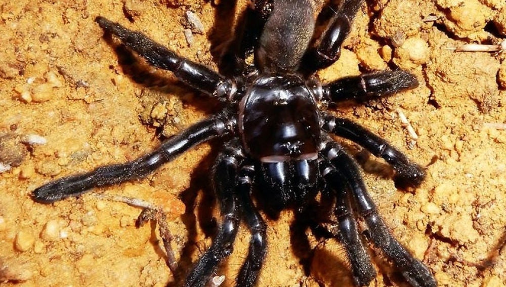 Muere la araña más vieja del mundo
