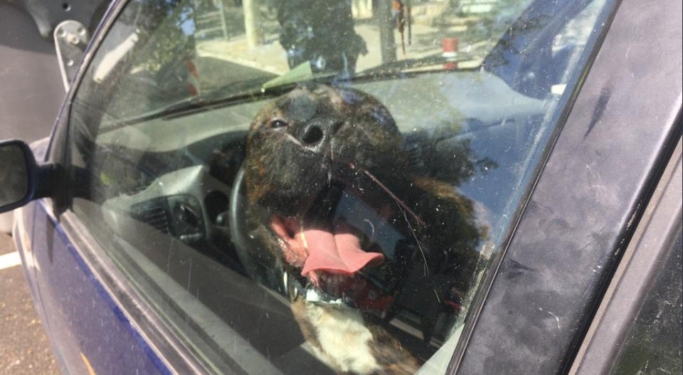 Cuatro perros mueren asfixiados de calor en el maletero de un coche en Gandía Cuatro perros mueren asfixiados de calor en el maletero de un coche en Gandía