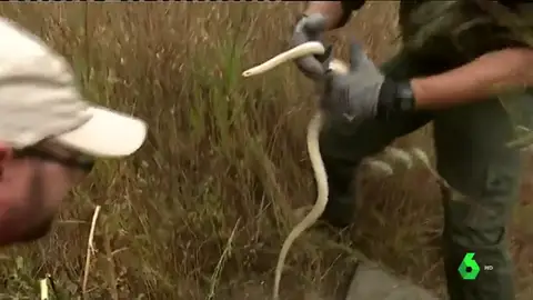 SERPIENTES CANARIAS SERPIENTES CANARIAS