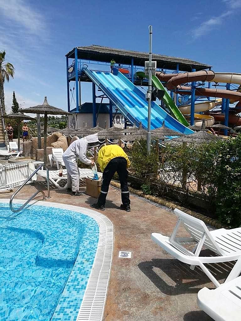 Un enjambre de abejas obliga a acordonar la piscina del camping de La Marina de Elche Un enjambre de abejas obliga a acordonar la piscina del camping de La Marina de Elche