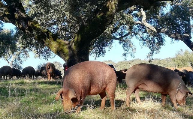 Satisfacción en la Junta al recoger el Ministerio de Agricultura las demandas extremeñas para la futura PAC Satisfacción en la Junta al recoger el Ministerio de Agricultura las demandas extremeñas para la futura PAC