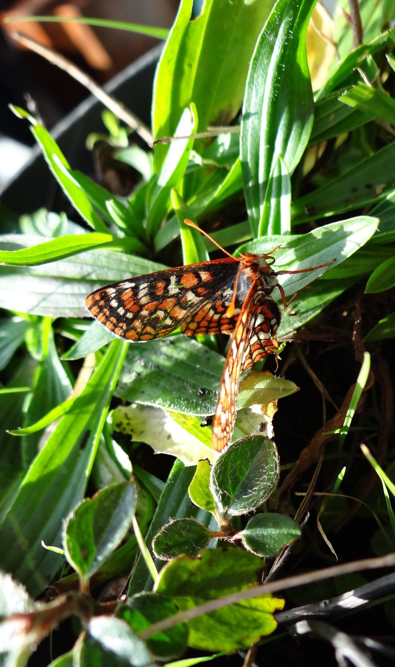 Encontramos mariposas en muchos parques urbanos y en las reservas naturales de la Comunidad Encontramos mariposas en muchos parques urbanos y en las reservas naturales de la Comunidad