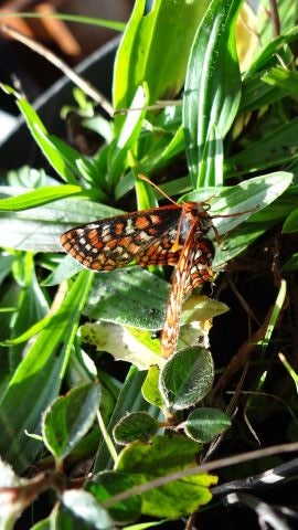 La trampa mortal para las mariposas cuando el humano se marcha