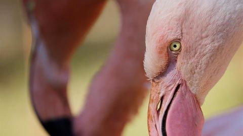Dos ejemplares de flamenco enano reposan el almuerzo en el Zoo Joburg de Johannesburgo (Sud&aacute;frica). El zoo permanece abierto desde 1904 y aloja a unos 2000 animales de 320 especies. 