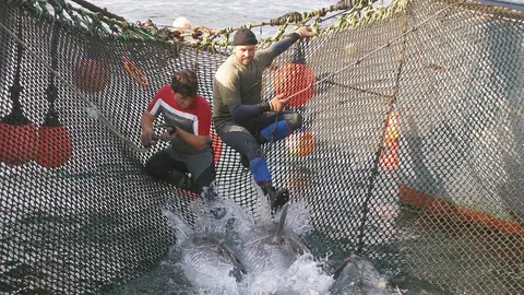 Pescar en almadraba Pescar en almadraba
