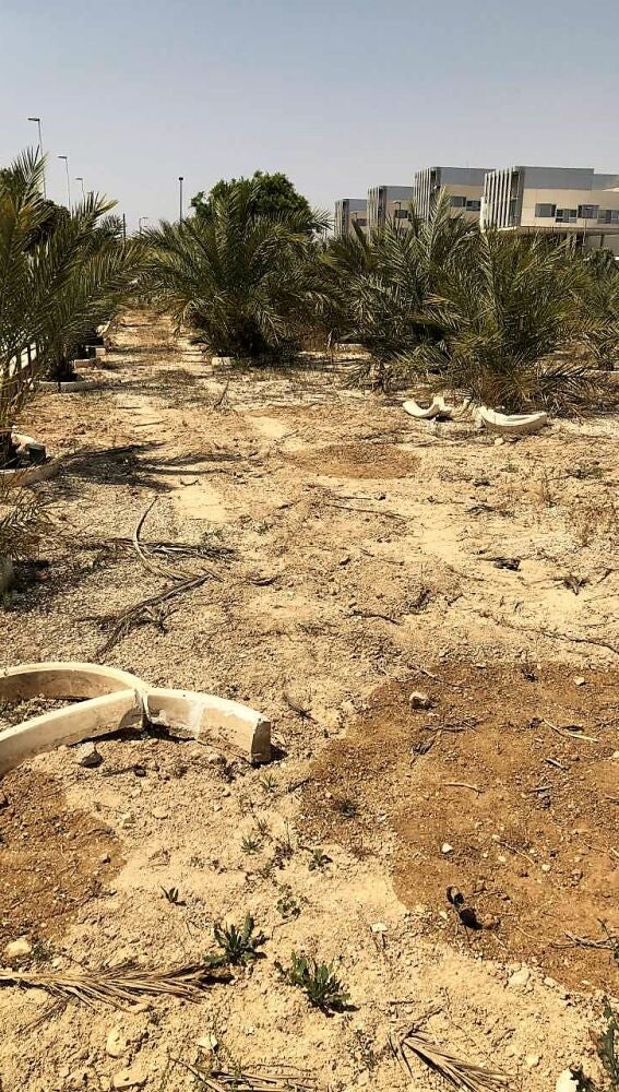 Estado del Parque de Palmeras de las Niñas y los Niños de Elche