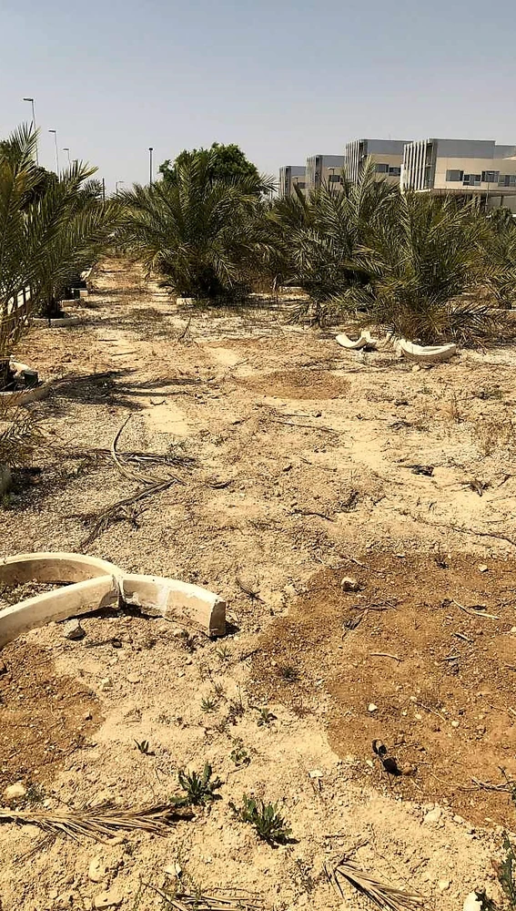 Estado del Parque de Palmeras de las Niñas y los Niños de Elche Estado del Parque de Palmeras de las Niñas y los Niños de Elche