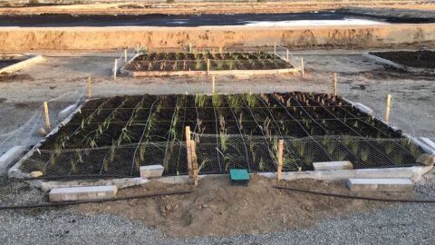 Balsa abandonada de alpechines