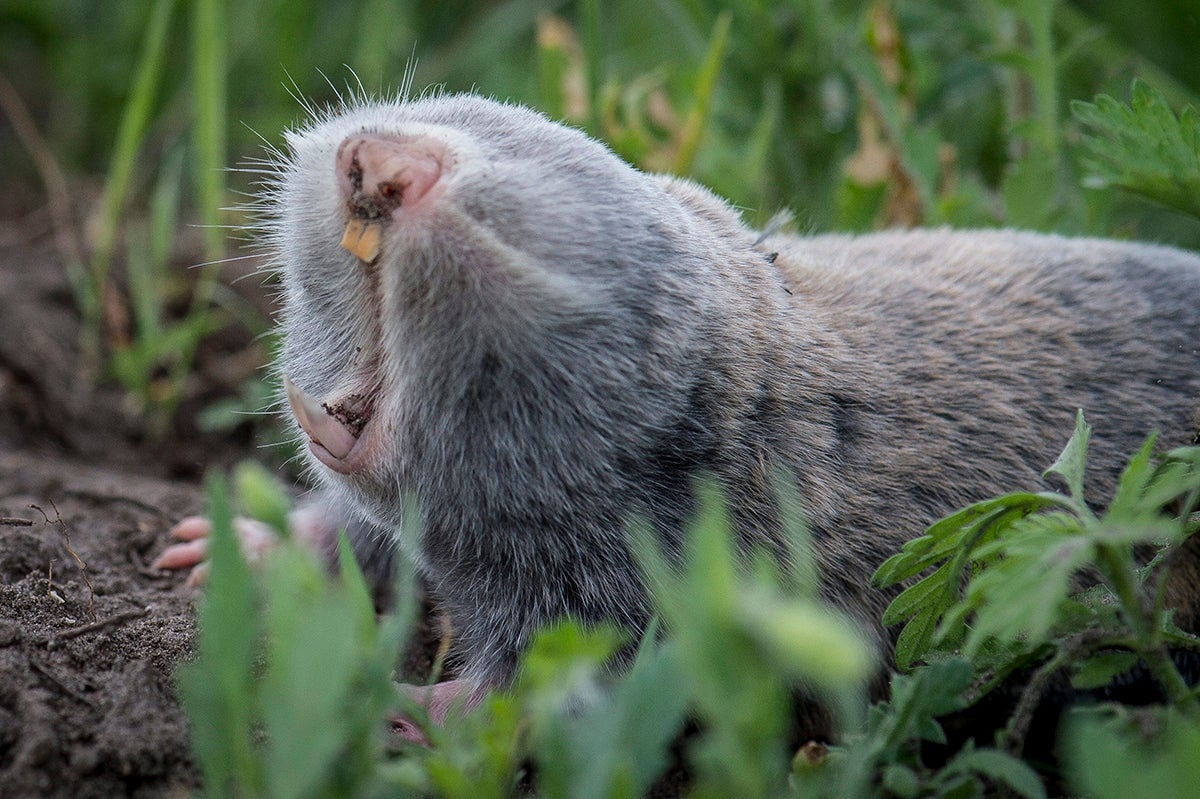 La rata topo podría tener la clave contra la infertilidad femenina, según un estudio La rata topo podría tener la clave contra la infertilidad femenina, según un estudio