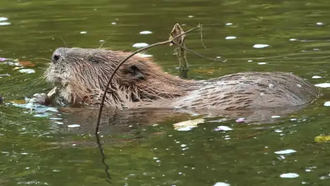 Los castores ayudan a limpiar los rios contaminados Los castores ayudan a limpiar los rios contaminados