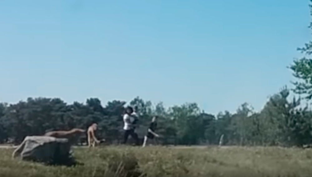 El sorprendente vídeo de una familia a punto de ser devorada por unos guepardos