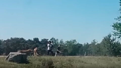 El sorprendente v&iacute;deo de una familia a punto de ser devorada por unos guepardos