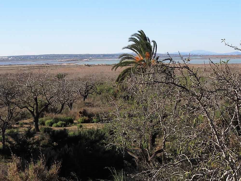 Amigos de los Humedales del Sur valora positivamente la aprobación del PATIVEL Amigos de los Humedales del Sur valora positivamente la aprobación del PATIVEL