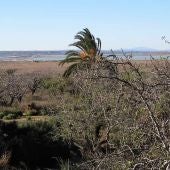 Terrenos del perímetro del Parque Natural de las Salinas de Santa Pola protegidos por el PATIVEL
