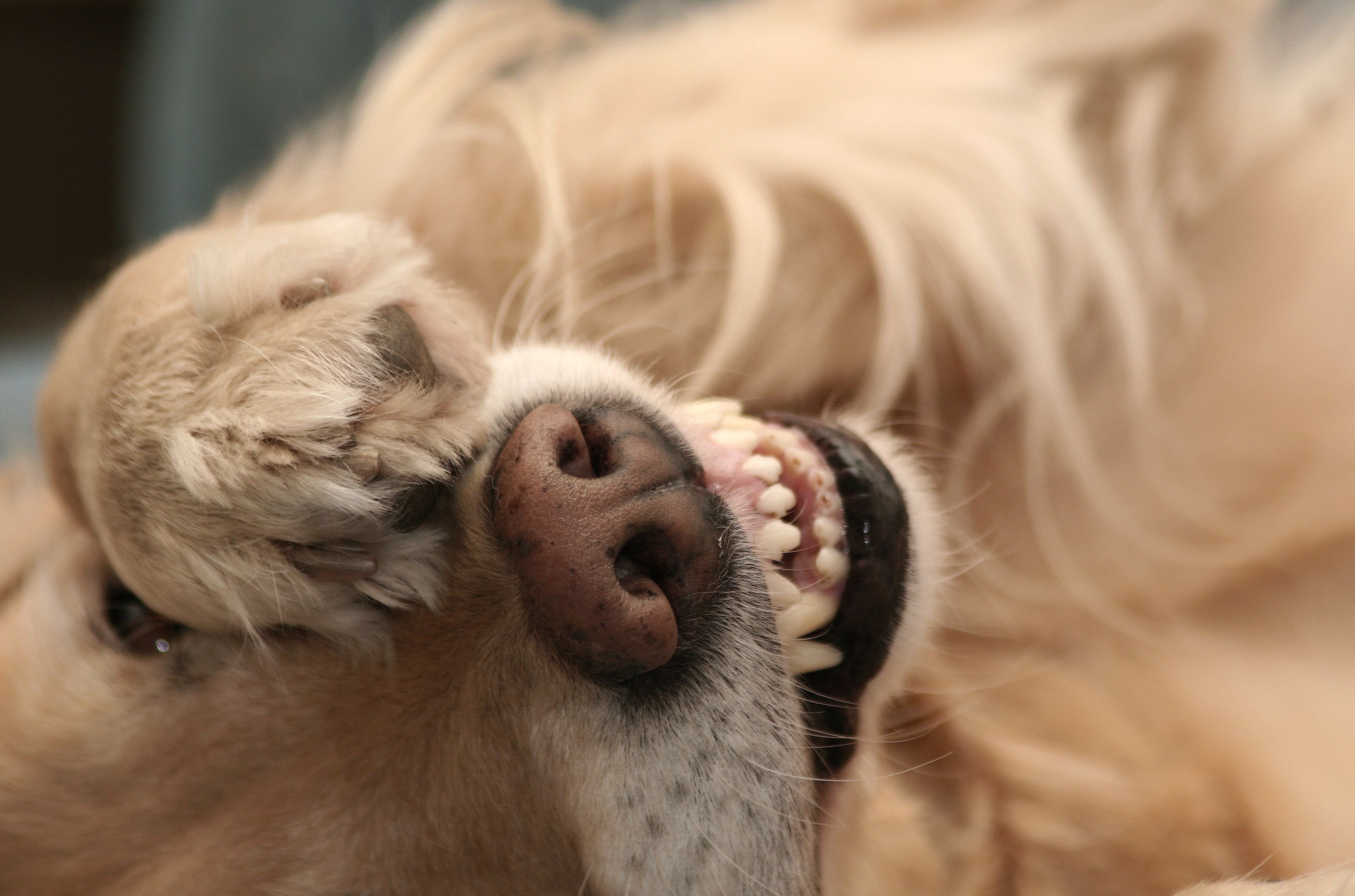 Veterinario de Cabecera 12/01/2021 Veterinario de Cabecera 12/01/2021