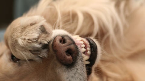 Un perro tap&aacute;ndose los ojos con la pata