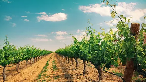 Viñedos Viñedos
