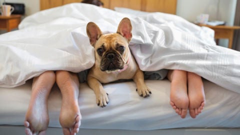 Un perro en la cama con sus due&ntilde;os