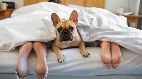 Un perro en la cama con sus dueños Un perro en la cama con sus dueños