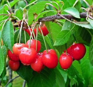 Las cerezas están ya listas para ser recogidas Las cerezas están ya listas para ser recogidas