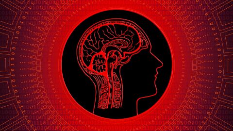 La ecologia ha determinado el gran desarrollo del cerebro humano