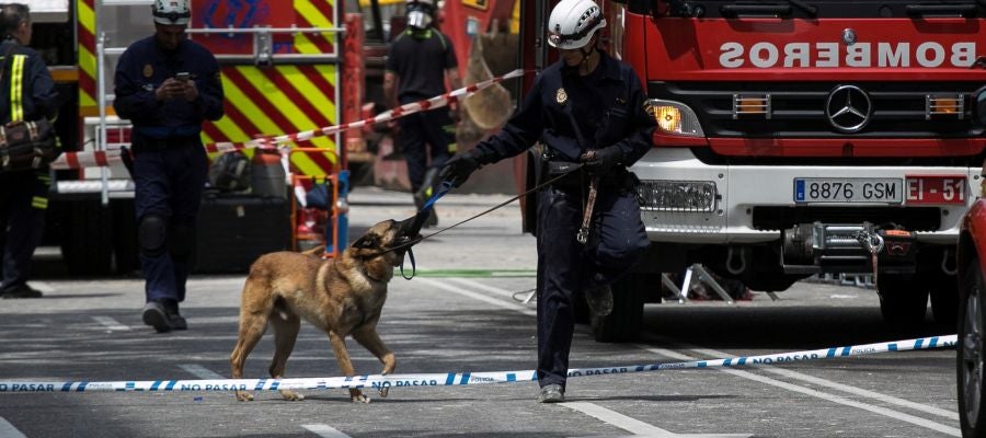 Los Bomberos del Ayuntamiento de Madrid trabajan en dos zonas marcadas por perros Los Bomberos del Ayuntamiento de Madrid trabajan en dos zonas marcadas por perros