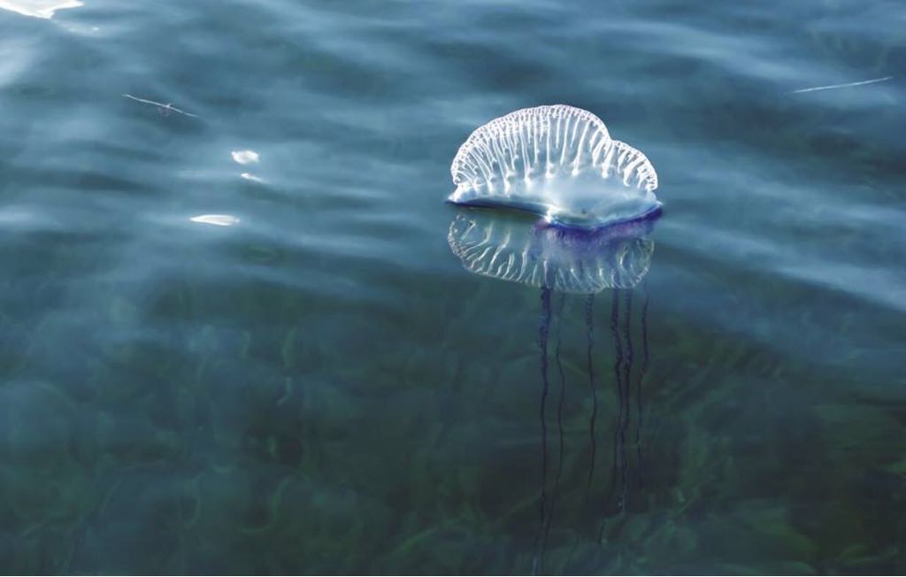 Cerradas al baño dos playas de Palma tras encontrarse carabelas portuguesas Cerradas al baño dos playas de Palma tras encontrarse carabelas portuguesas
