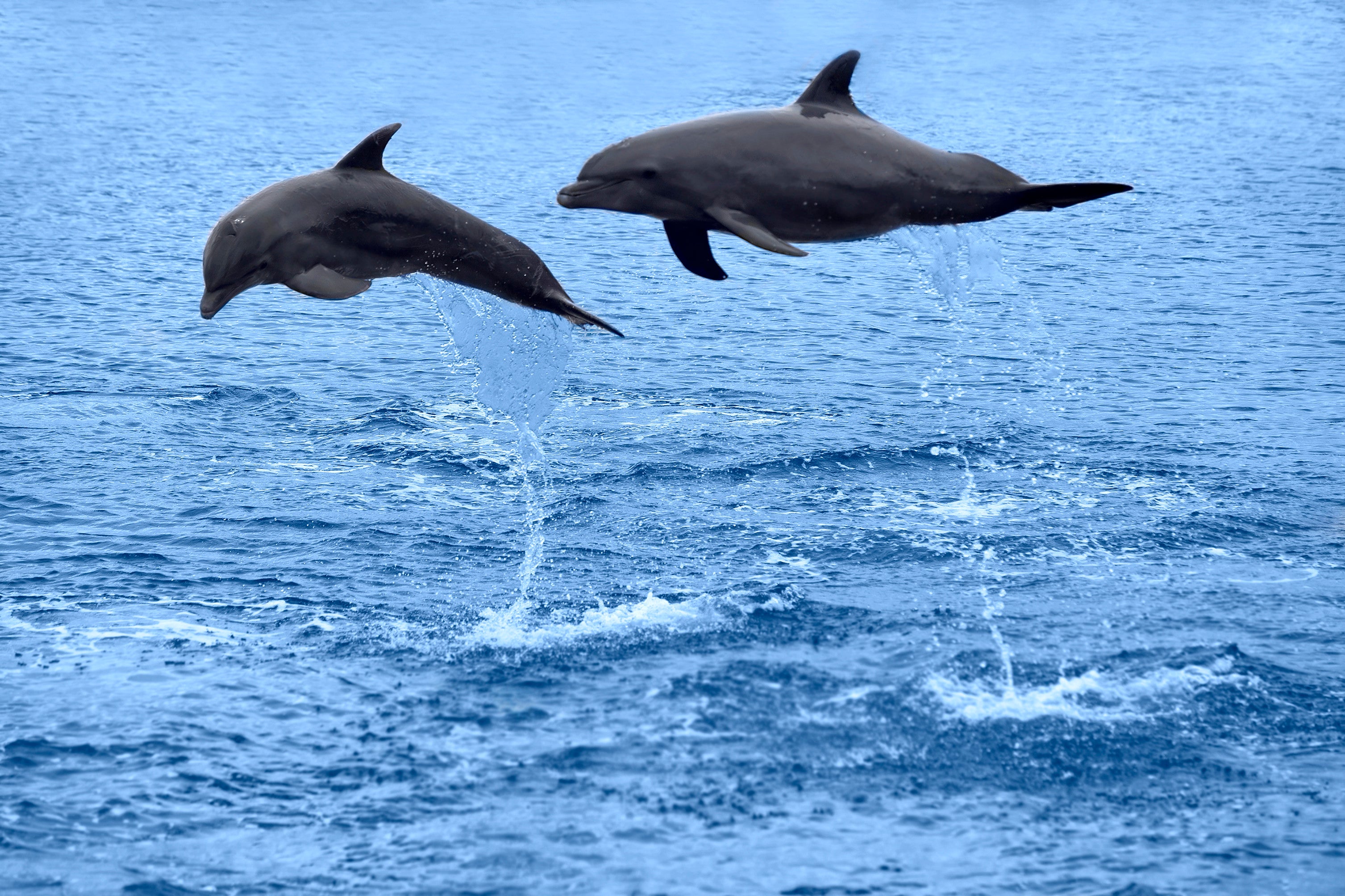 Tertulia Zona Cero: Así se automedican los delfines Tertulia Zona Cero: Así se automedican los delfines