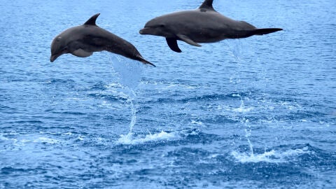 Delfines en libertad, &iquest;personas no humanas?