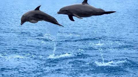Imagen de archivo de delfines. Delfines en libertad, ¿personas no humanas?
