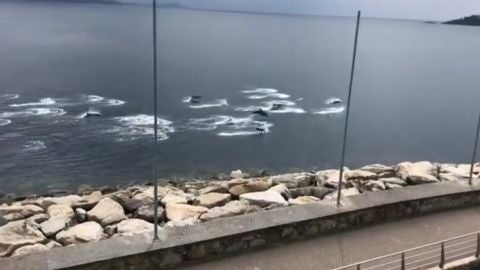Delfines en Sanxenxo