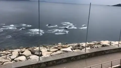 Delfines en Sanxenxo Delfines en Sanxenxo