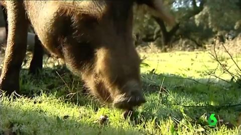 Un cerdo ibérico