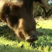 Un cerdo ibérico Un cerdo ibérico