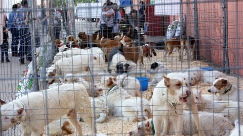 Rehalas de perros en Fercatur