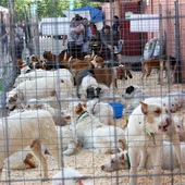 Rehalas de perros en Fercatur Rehalas de perros en Fercatur