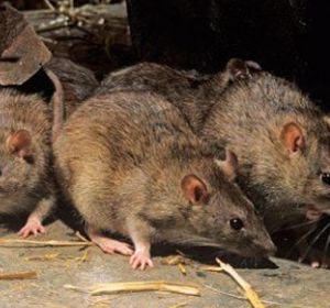 Ratas Ratas